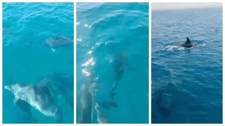 ظهورها يُنعش السياحة البحرية.. دلافين تتراقص فى طور سيناء (صور)