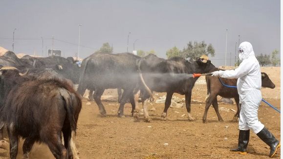 4 وفيات و26 إصابة بالحمى النزفية جنوبي العراق