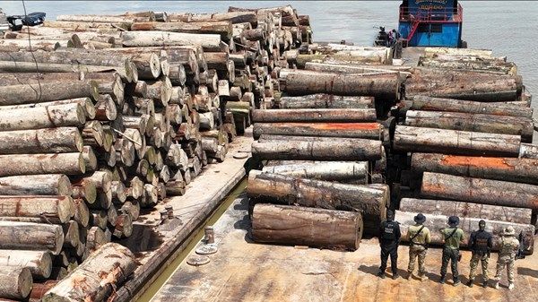 بقيادة الإمارات.. «العدالة الخضراء» عملية دولية لإنفاذ القانون على جرائم بيئية في منطقة الأمازون