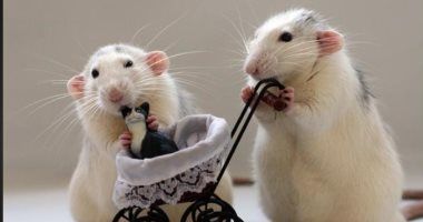 علماء يبتكرون أول نموذج لـ"فأر بشرى" يتمتع بنظام مناعي كامل يشبه الإنسان