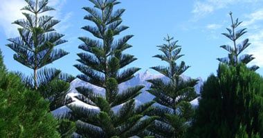 تكنولوجيا: روسيا: تسجيل براءة اختراع لتقنية إنتاج المكثفات الفائقة من قشور الصنوبر