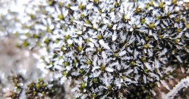 تكنولوجيا: علماء يكتشفون طحالب صحراوية يمكنها البقاء على قيد الحياة على المريخ