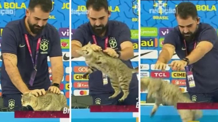 الامارات | علاقة "لعنة القطط" مع نكسة البرازيل في كوبا أميركا