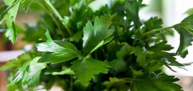 اسباب ستجعلك تتناول كوب من عصير البقدونس يومياً على الريق.. تعرف عليها