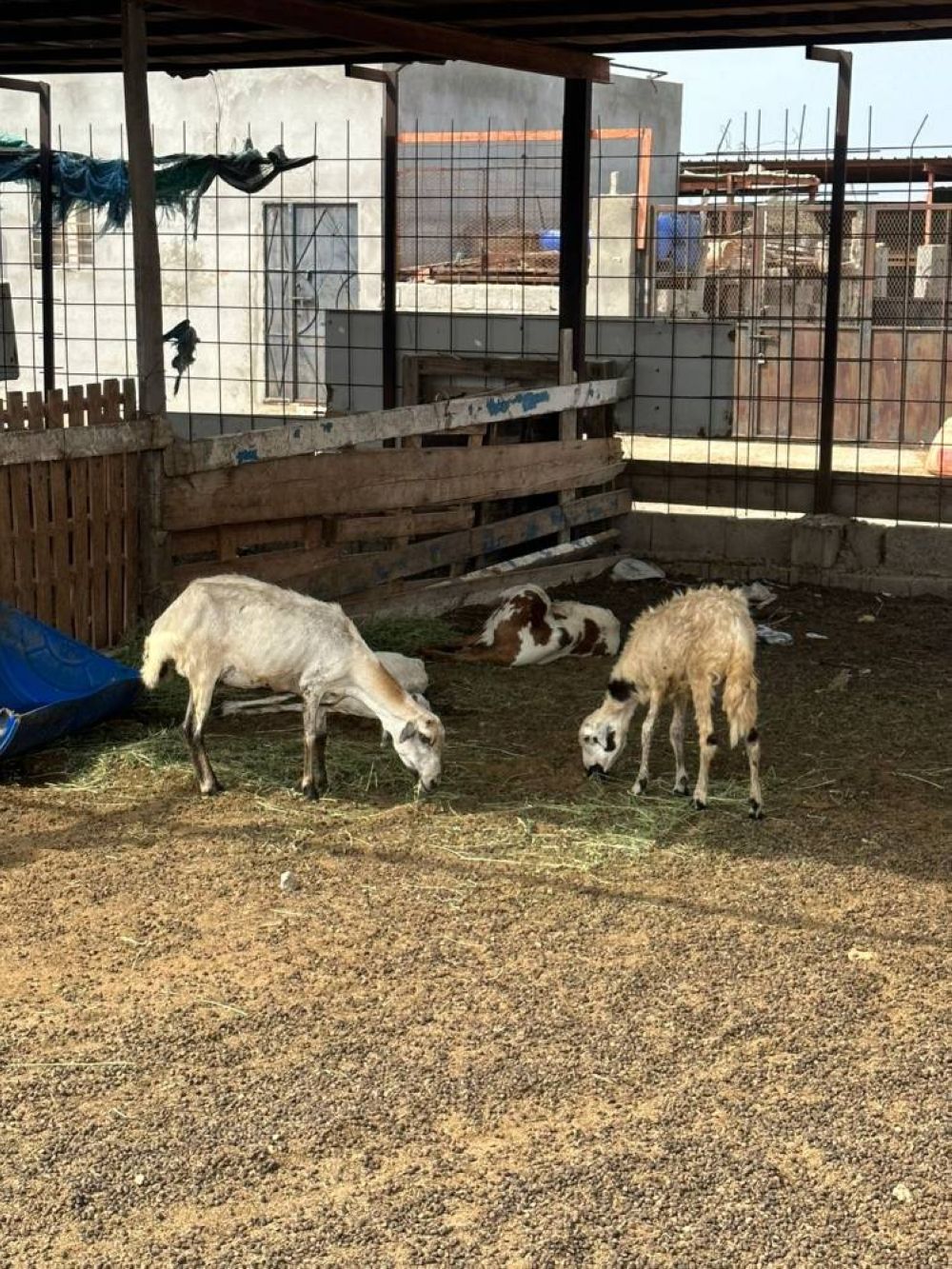 نفوق 54 رأسا من الماشية بفرسان