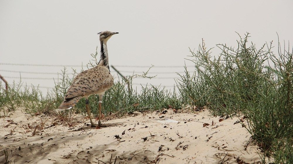 «شبكة زايد للمحميات» تعزز مكانة الدولة على خريطة العمل البيئي العالمي