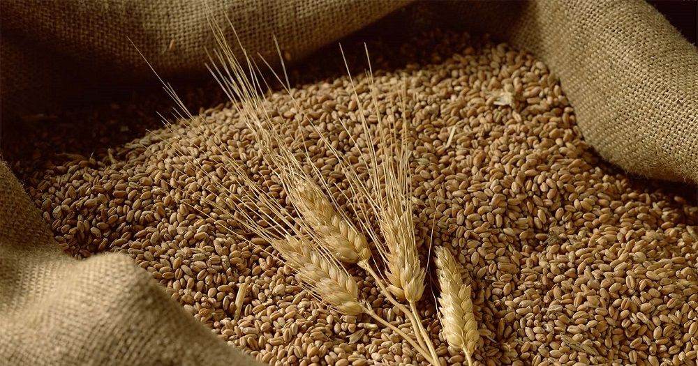 صرف 295 مليون ريال لمزارعي القمح المحلي