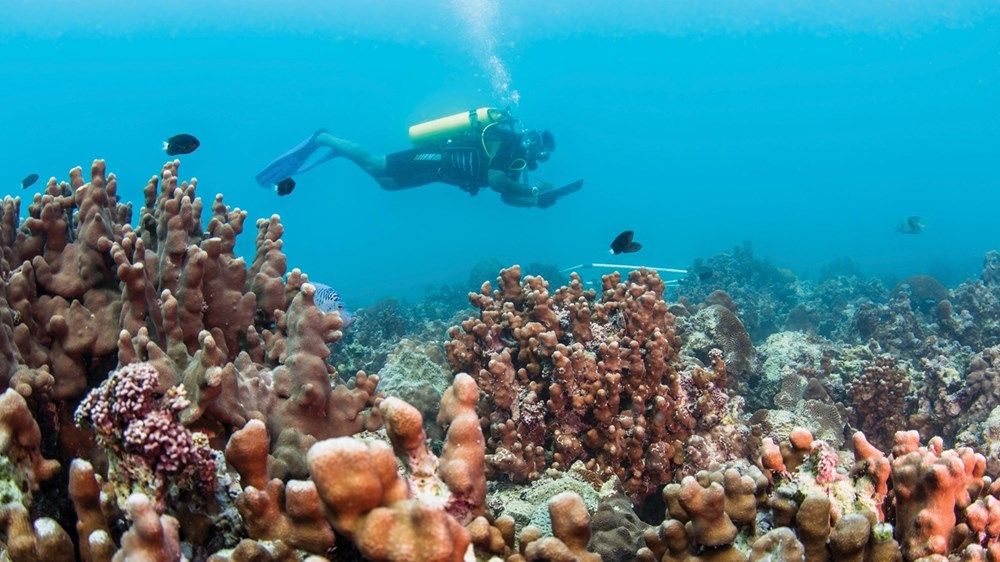 «شبكة زايد للمحميات» تعزز مكانة الدولة على خريطة العمل البيئي العالمي