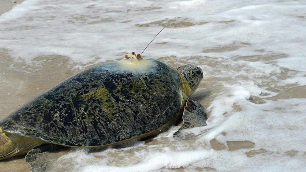 «شبكة زايد للمحميات» تعزز مكانة الدولة على خريطة العمل البيئي العالمي