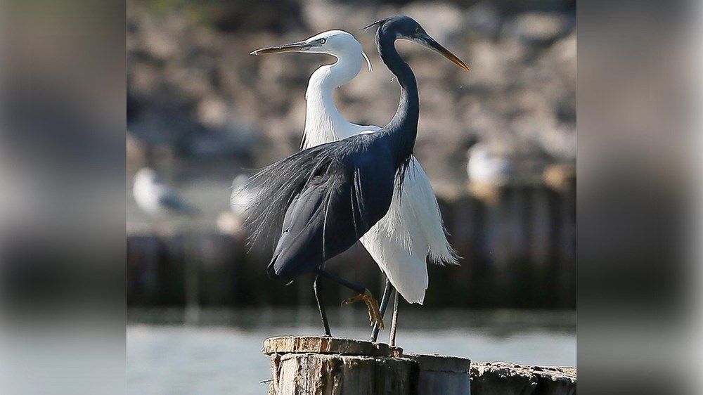 «شبكة زايد للمحميات» تعزز مكانة الدولة على خريطة العمل البيئي العالمي