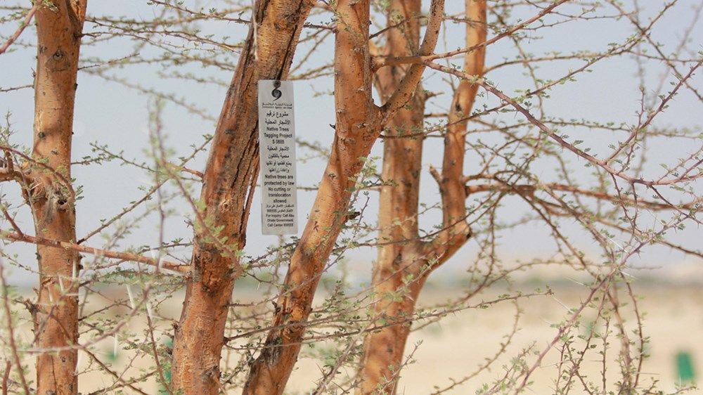 ترقيم 64000 شجرة محلية معمرة في أبوظبي
