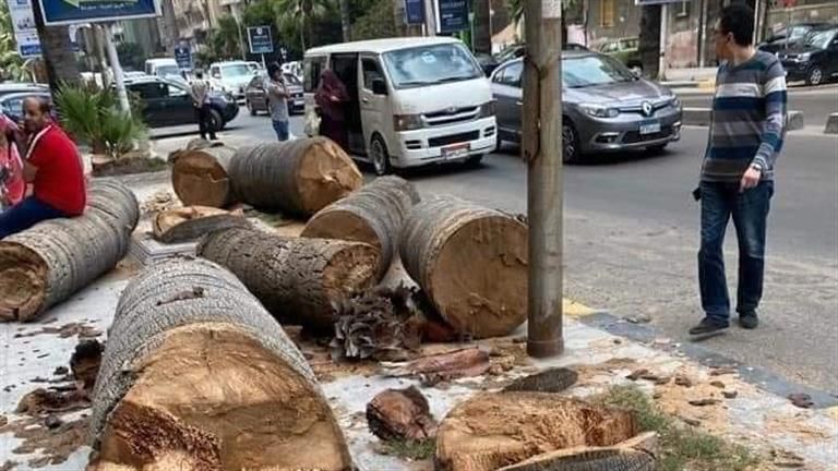 مستند رسمي.. حظر قطع الأشجار في محافظة القاهرة إلا بشروط