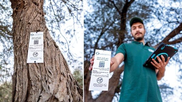 ترقيم 64000 شجرة محلية معمرة في أبوظبي