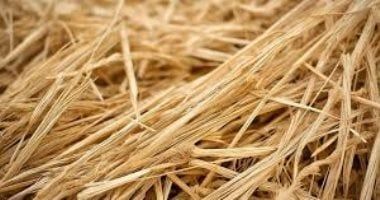 تكنولوجيا: علماء روس يطورون وقودا حيويا من القش