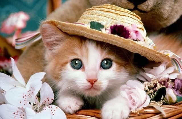 قطة صغيرة لا تخاف من الرجال