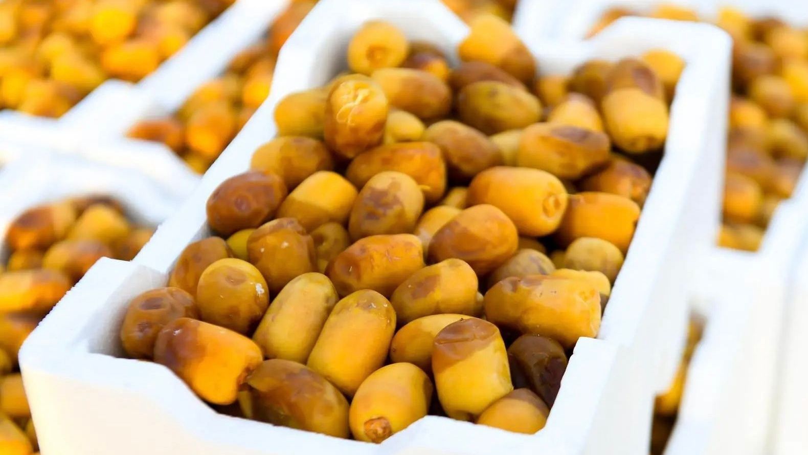 سوق الرُطب والتمور بالمدينة المنورة.. بهجة صيف المملكة