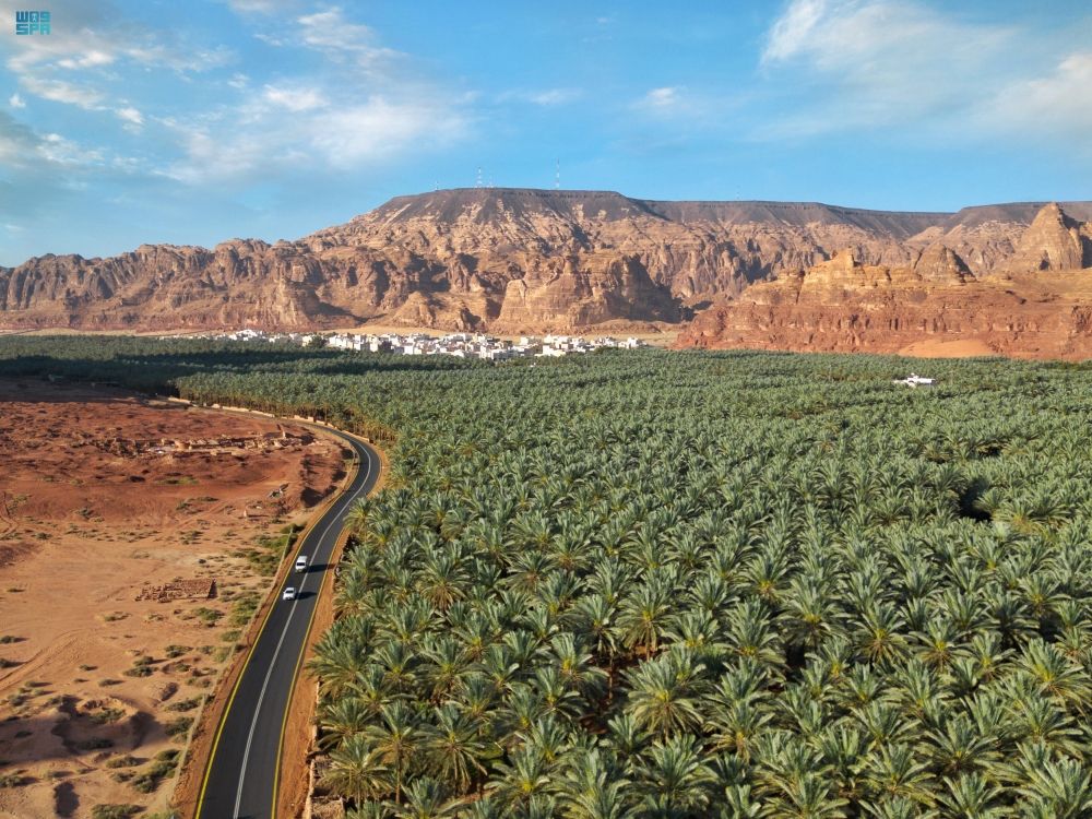 العلا.. ارتفاع أعداد النخيل لأكثر من 3 ملايين