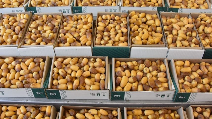 "جائلة الرطب".. تراخيص غائبة وبضائع مهددة بالفساد