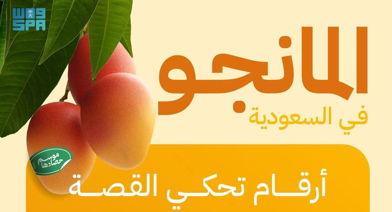 “البيئة”: المملكة تنتج 89.5 ألف طن من المانجو سنويًا ومنطقة جازان تتصدر بإنتاج 60 ألف طن
