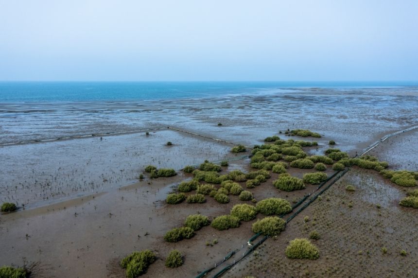 لحماية الشواطئ.. زراعة 13 مليون شتلة "مانجروف" على سواحل المملكة