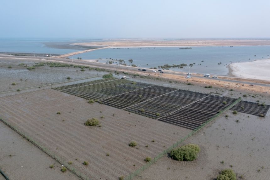 لحماية الشواطئ.. زراعة 13 مليون شتلة "مانجروف" على سواحل المملكة