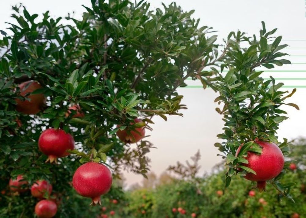 "البيئة" تطرح فرصة استثمارية لإنشاء مشتل للأشجار المثمرة بعسير