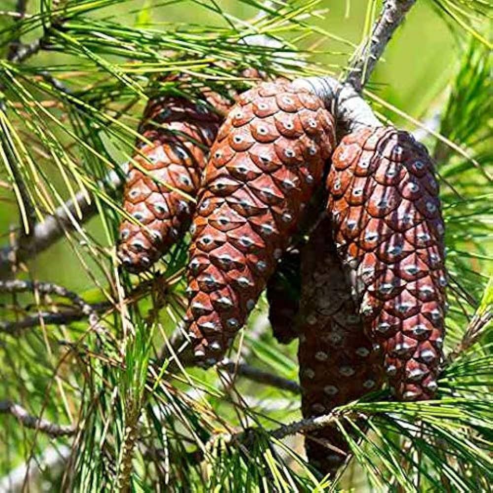 تعزيز وظائف الدماغ والذاكرة.. الصنوبر مصدر غني بالعناصر الغذائية الهامة