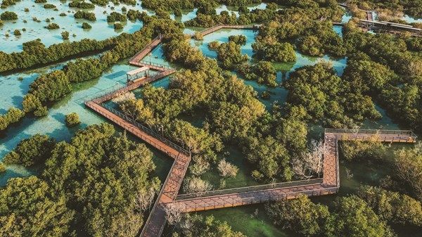 الإمارات تعزز جهودها محلياً وعالمياً للحفاظ على أشجار القرم