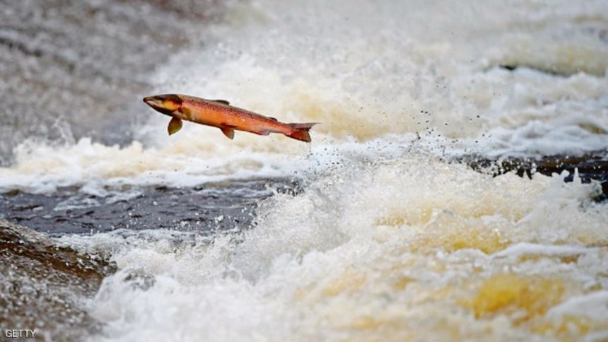 "البيئة" تستعرض رحلة توطين مشاريع استزراع أسماك السلمون المرقط