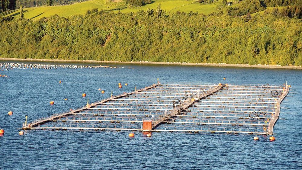 "البيئة" تستعرض رحلة توطين مشاريع استزراع أسماك السلمون المرقط