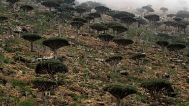 الخليج اليوم .. مخاوف من وضع جزيرة سقطرى على قائمة "التراث المعرض للخطر"