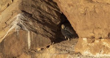 تكنولوجيا: كاليفورنيا تستعين بطائر "الكندور" للتخلص من جثث الغزلان والحيتان