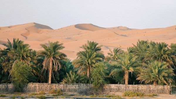 اليوم.. اختتام فعاليات «مهرجان ليوا للرطب»