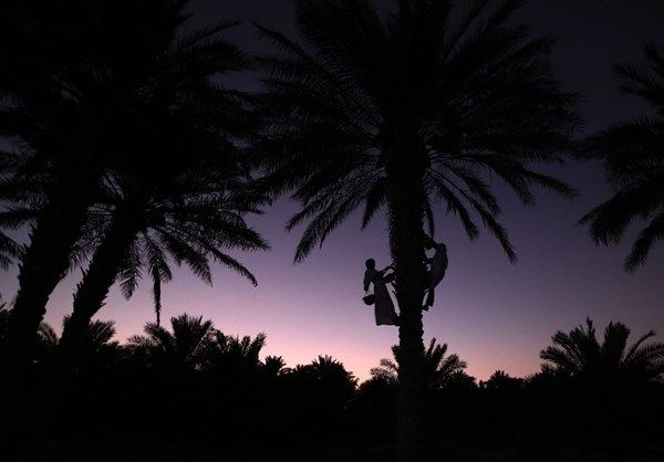 «ليوا للرطب» يحتفي بموسم «خرف الرطب» ويروج لمنتجات النخيل