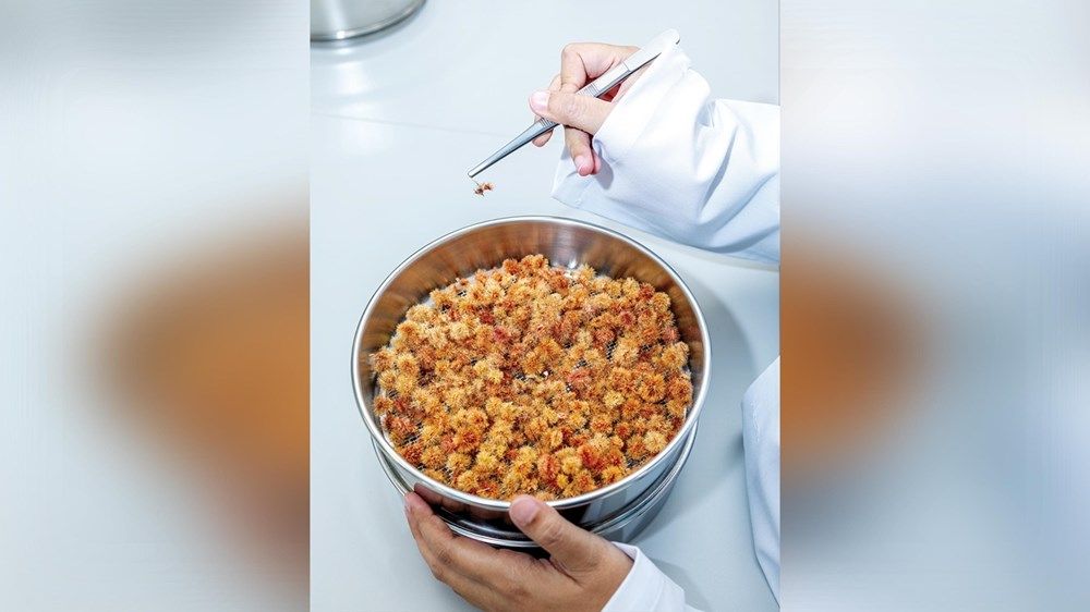 «بيئة أبوظبي» توثّق الصفات الوراثية للنباتات المحلية