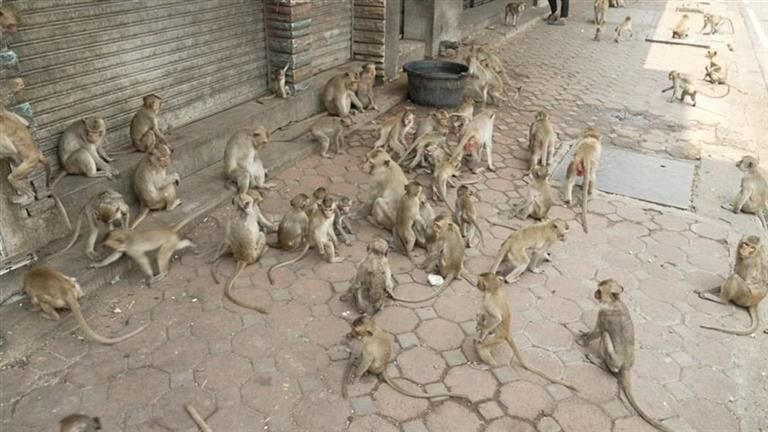 مدينة تعلن الحرب على القرود.. لن تتوقع القصة ( صور)