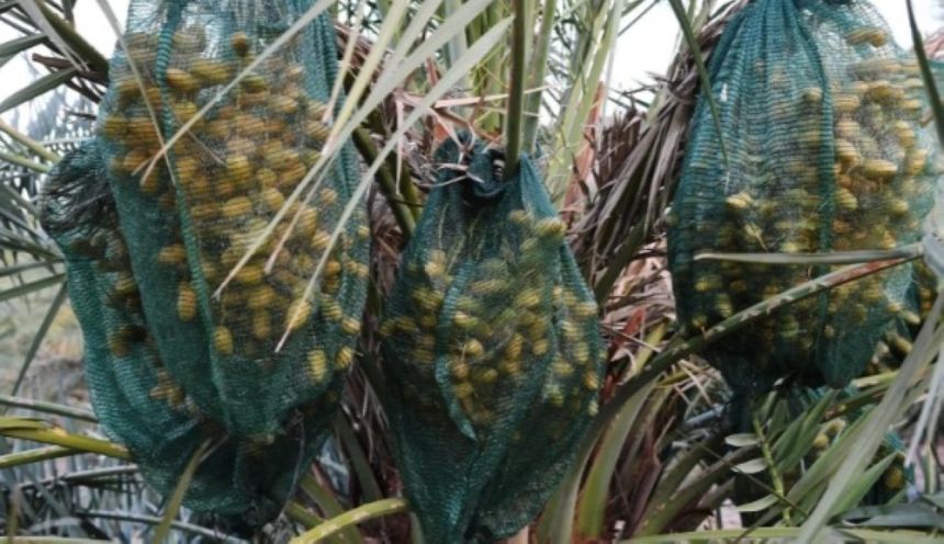 صور.. بدء حصاد تمور الموسم الجديد في المدينة المنورة
