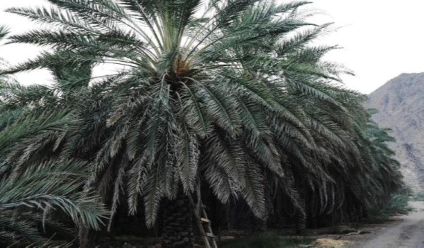 صور.. بدء حصاد تمور الموسم الجديد في المدينة المنورة