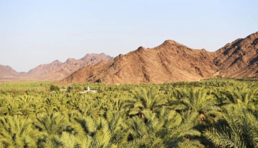 صور.. بدء حصاد تمور الموسم الجديد في المدينة المنورة