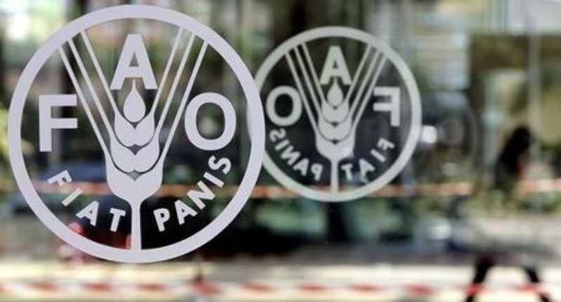 مؤشر الفاو يسجل انخفاضًا طفيفًا في أسعار الغذاء العالمية