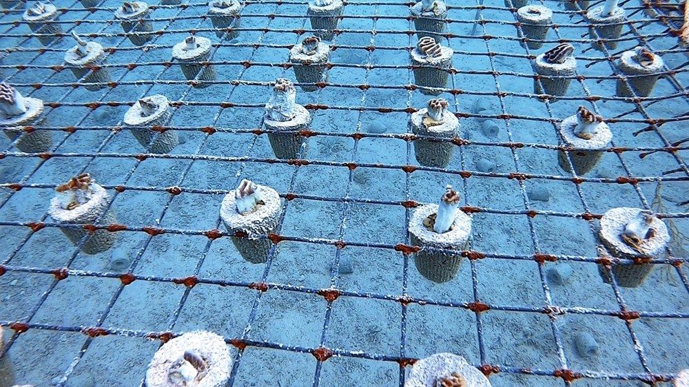 800 ألف قطعة مرجانية تم استزراعها في مياه أبوظبي