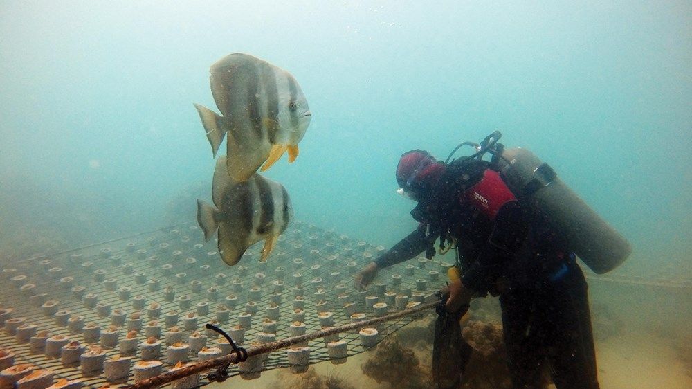 800 ألف قطعة مرجانية تم استزراعها في مياه أبوظبي