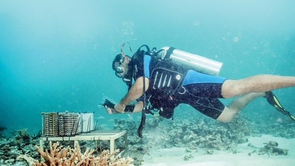 800 ألف قطعة مرجانية تم استزراعها في مياه أبوظبي