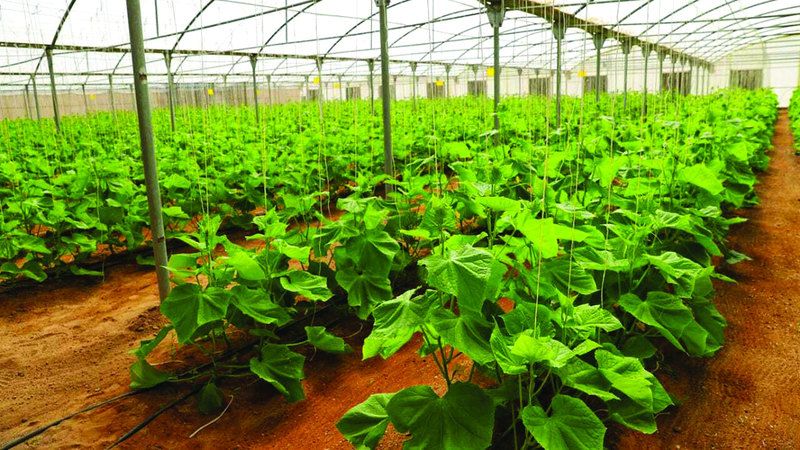 الامارات | إطلاق برنامج لرفع كفاءة الإرشاد الزراعي