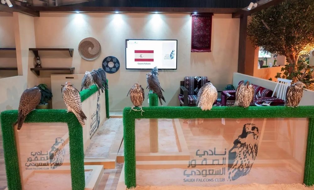 لأول مرة.. مزرعة كوسيرو الإسبانية تشارك في مزاد الصقور