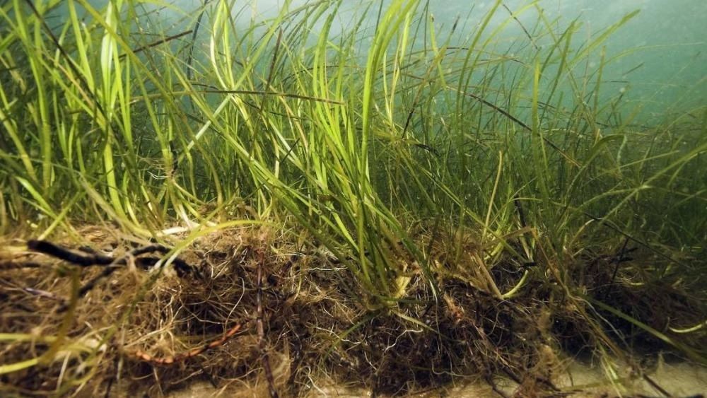 الامارات | باحثون يكتشفون أقدم عشبة بحرية معروفة حتى الآن في فنلندا عمرها 1403أعوام