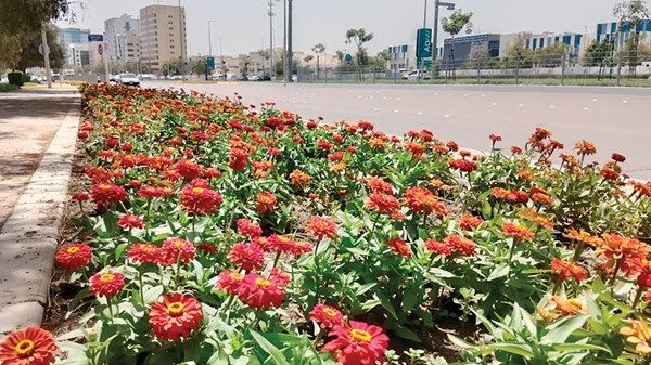 6.5 مليون زهرة تزين أبوظبي