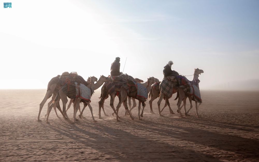 "الأوارك".. أنواع وألوان وخصائص أعرق إبل العرب
