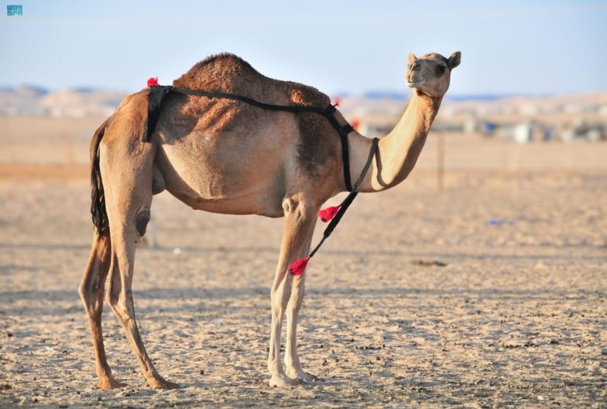 "الأوارك".. أنواع وألوان وخصائص أعرق إبل العرب