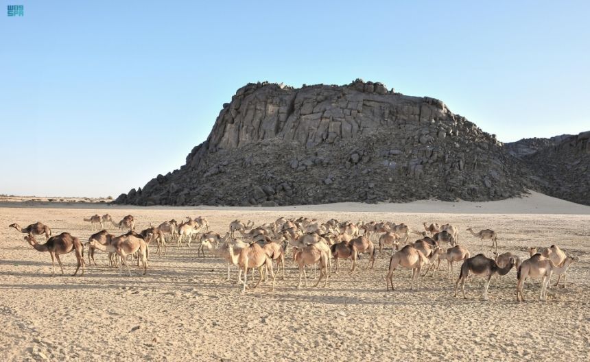 "الأوارك".. أنواع وألوان وخصائص أعرق إبل العرب